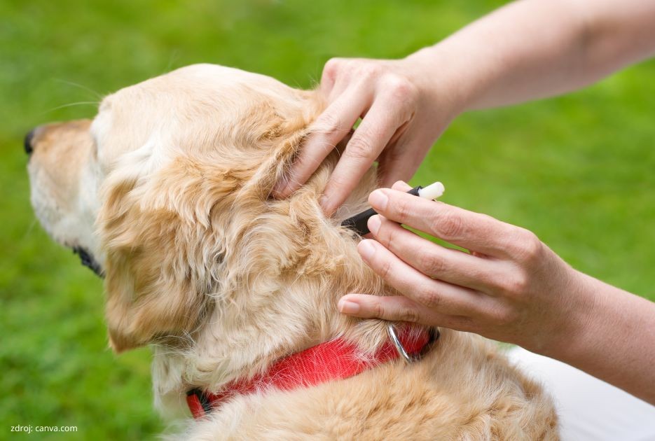 ako vybrať psovi kliešťa